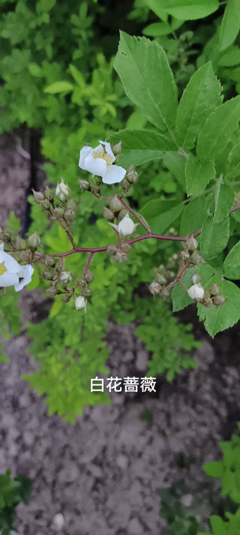 蔷薇花蔷薇蔷薇苗爬藤植物爬墙包邮可视频看货