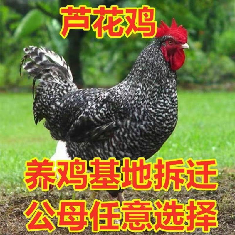 红毛大线鸡18元一只5到6斤芦花鸡86元一只野生
