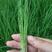 进口香葱苗，耐抗寒，叶色绿，抗病强，产量高，免费技术指导