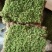 苔藓