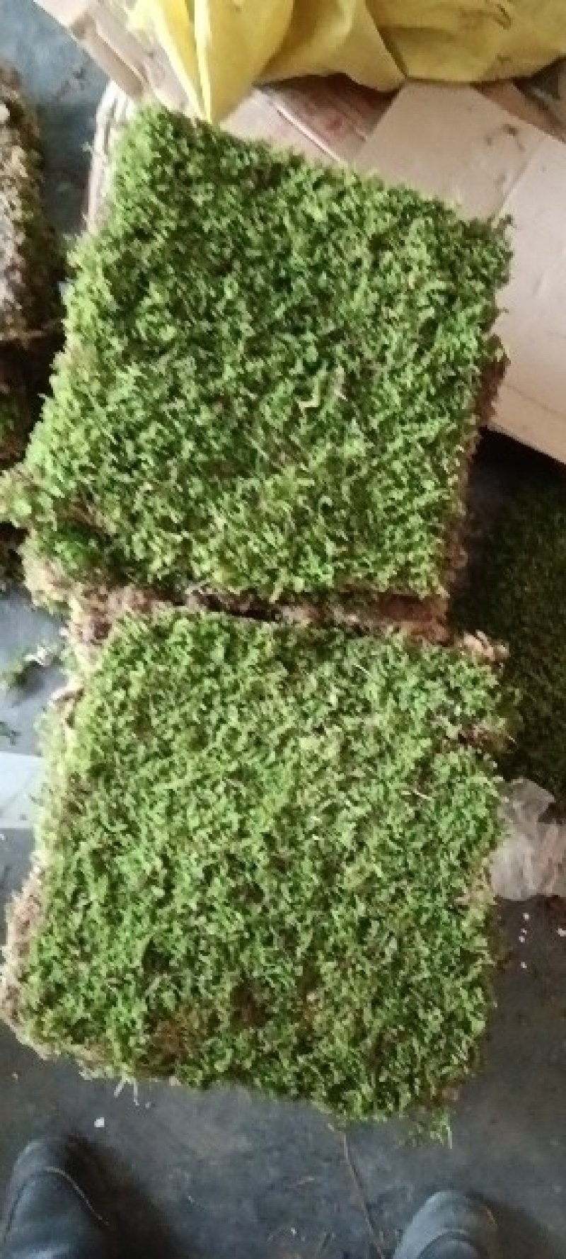苔藓