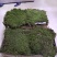 苔藓
