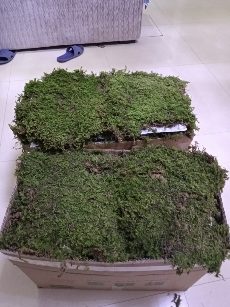 苔藓