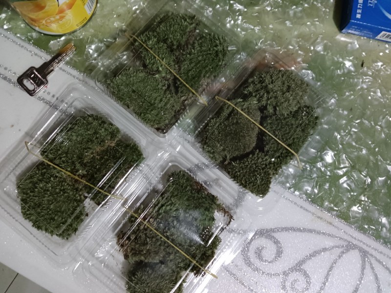 苔藓