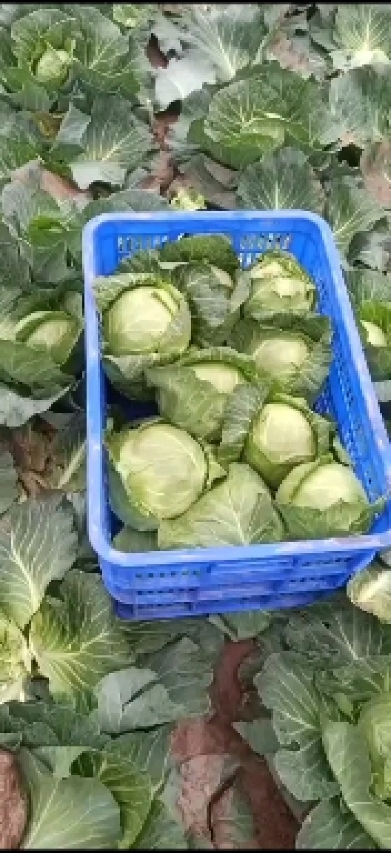 甘蓝