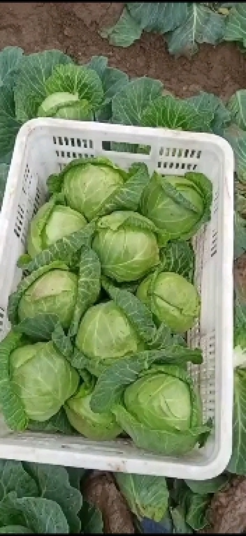 甘蓝