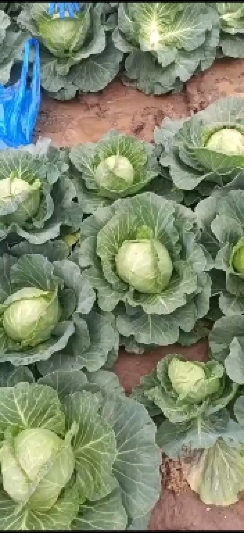 甘蓝
