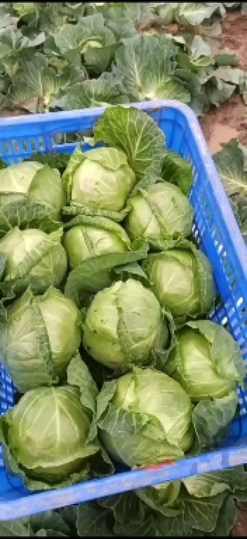 甘蓝