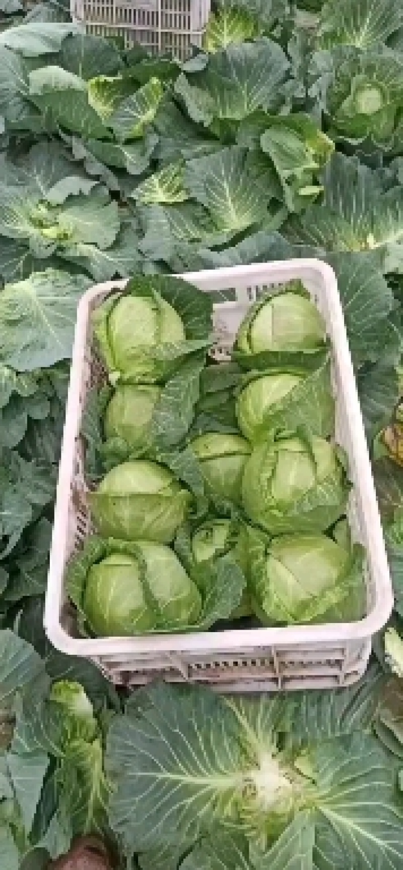 甘蓝
