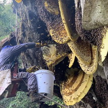 野生悬崖蜜喜马拉雅大排蜂，无法人工养殖