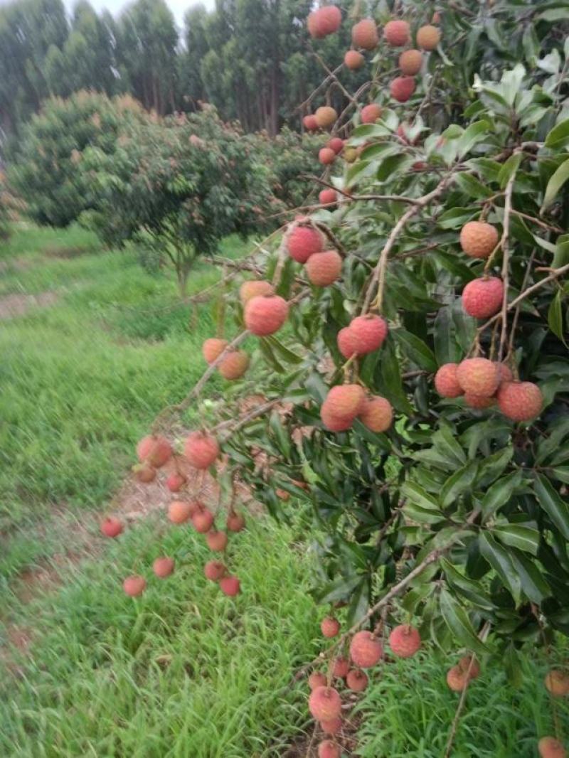 应季荔枝白糖罂2000斤左右