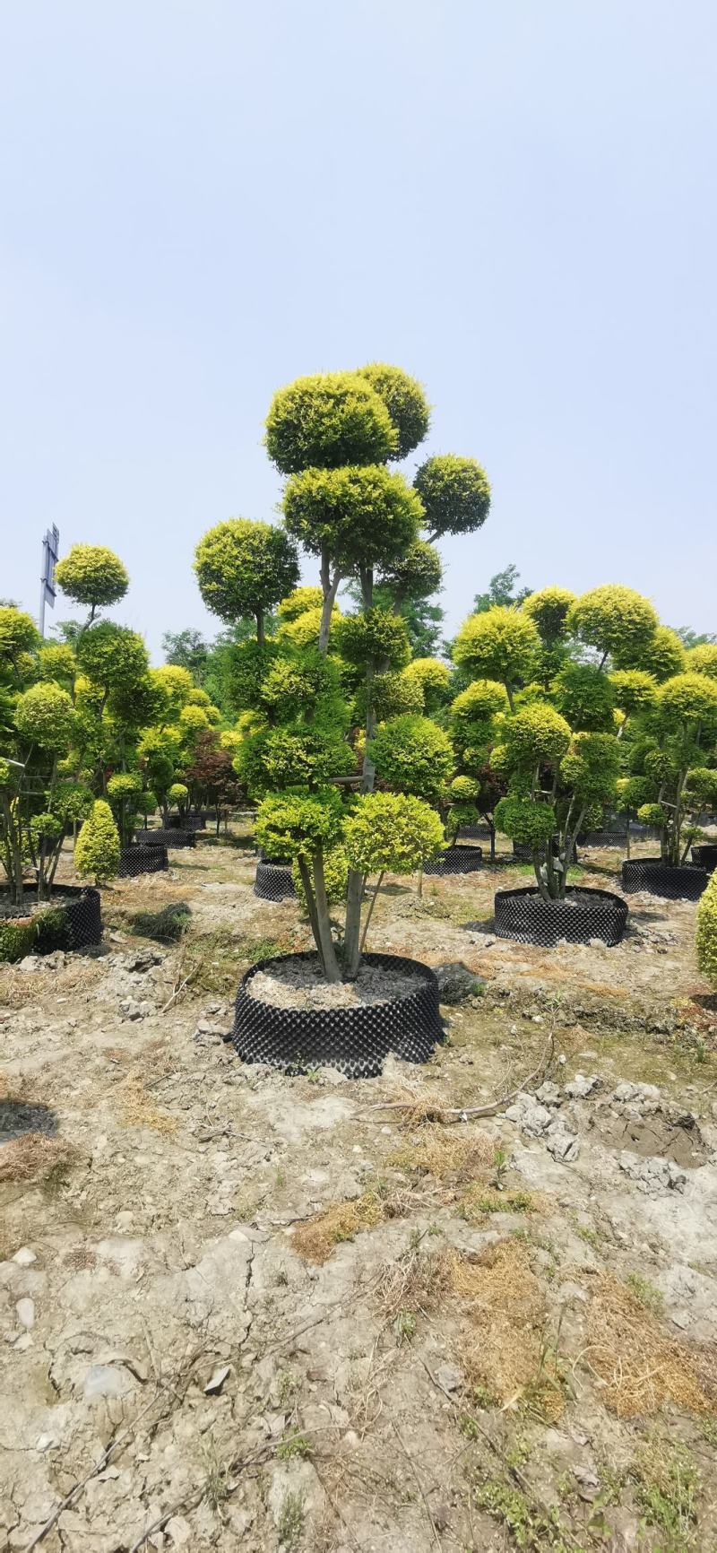 大量出售精品造型亮晶女贞，花镜必备植物