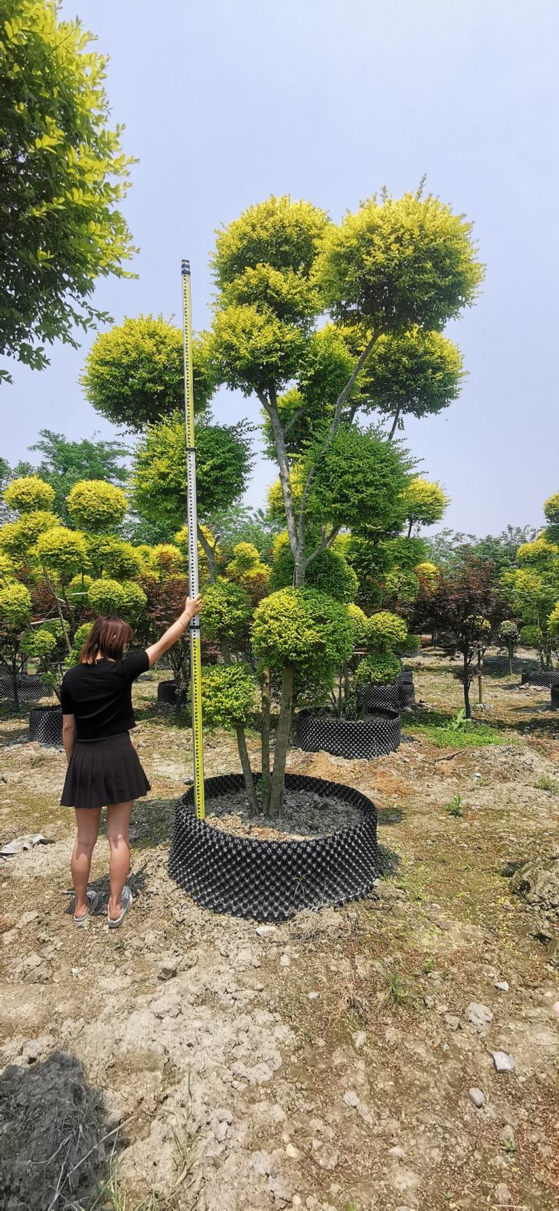大量出售精品造型亮晶女贞，花镜必备植物
