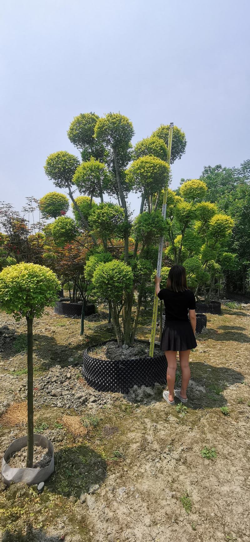 大量出售精品造型亮晶女贞，花镜必备植物