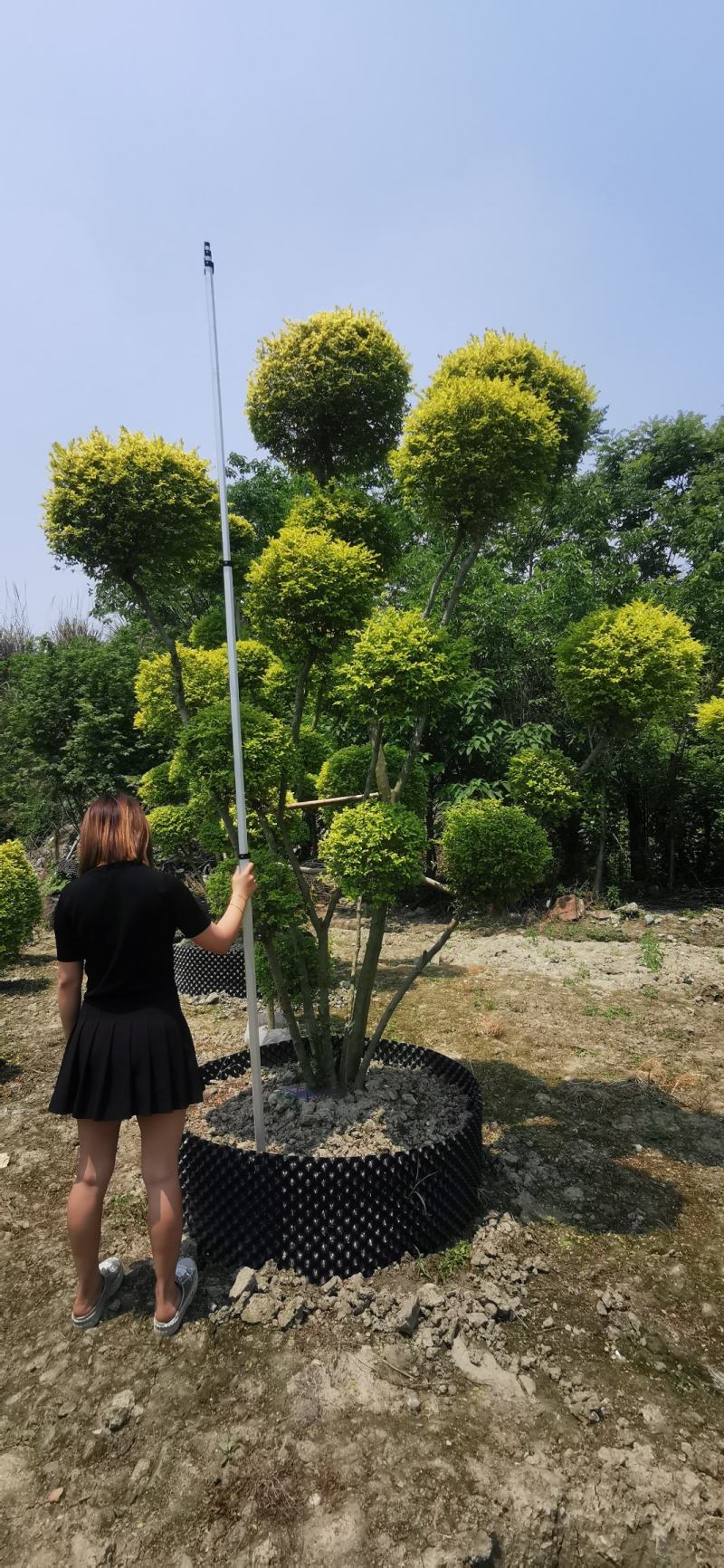 大量出售精品造型亮晶女贞，花镜必备植物