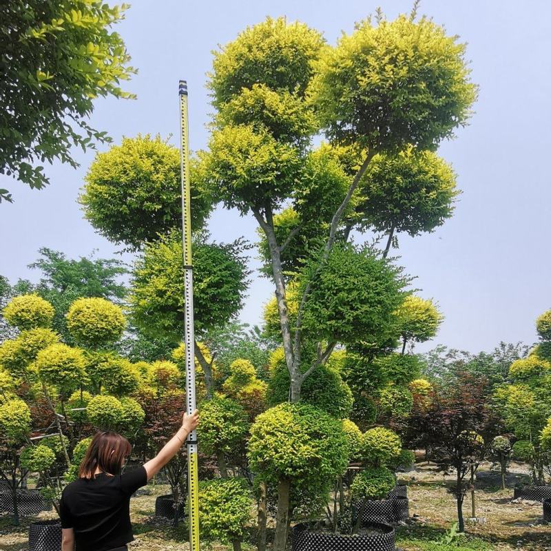 大量出售精品造型亮晶女贞，花镜必备植物