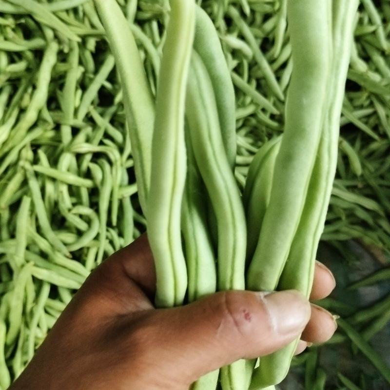 豫北芸豆大棚种植基地，货源充足，品质高，线条长，无丝口感