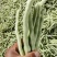 豫北芸豆大棚种植基地，货源充足，品质高，线条长，无丝口感