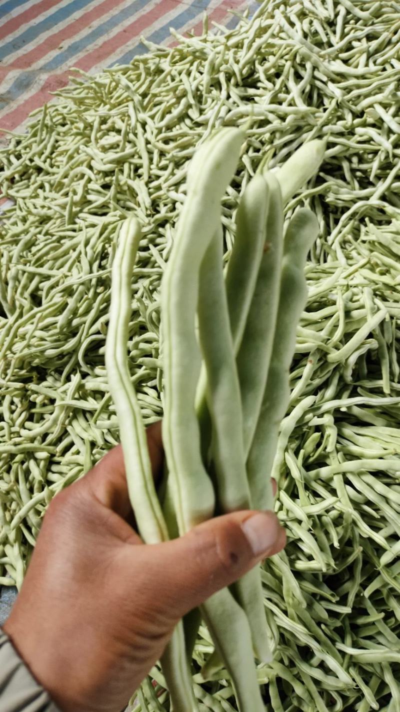 豫北芸豆大棚种植基地，货源充足，品质高，线条长，无丝口感