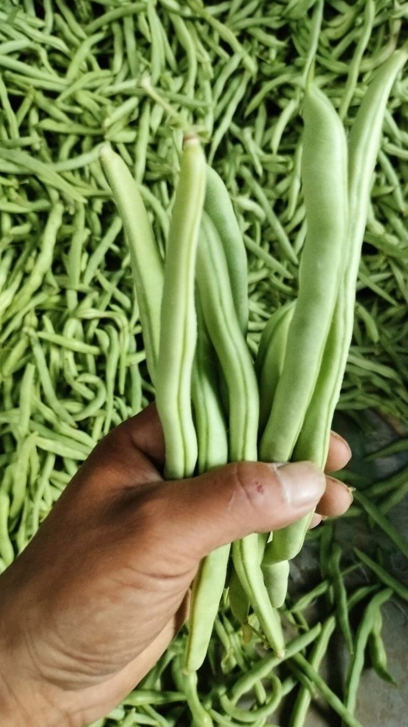 豫北芸豆大棚种植基地，货源充足，品质高，线条长，无丝口感