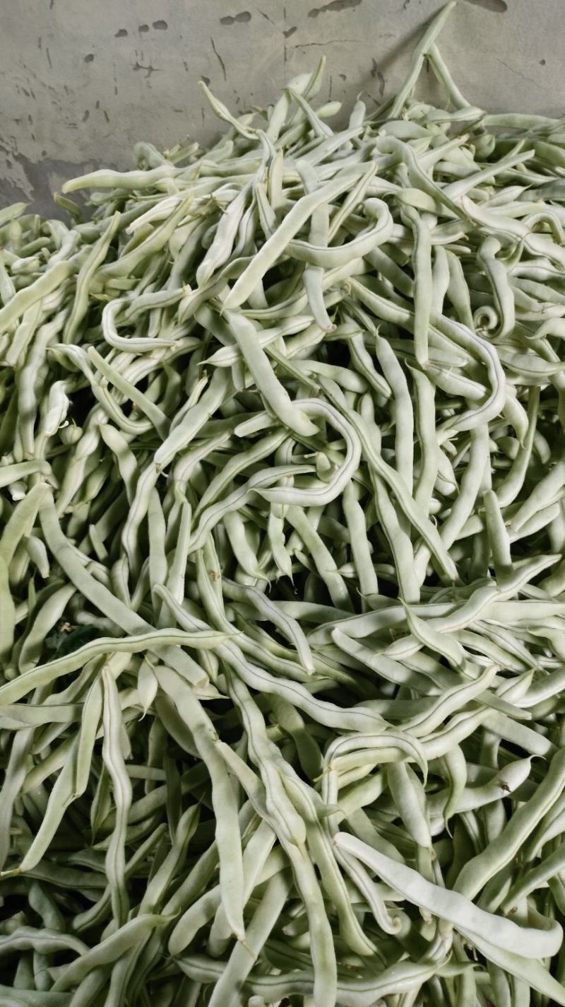 豫北芸豆大棚种植基地，货源充足，品质高，线条长，无丝口感