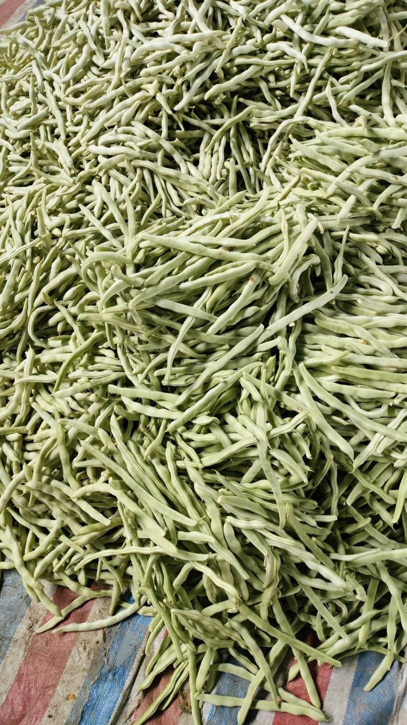 豫北芸豆大棚种植基地，货源充足，品质高，线条长，无丝口感