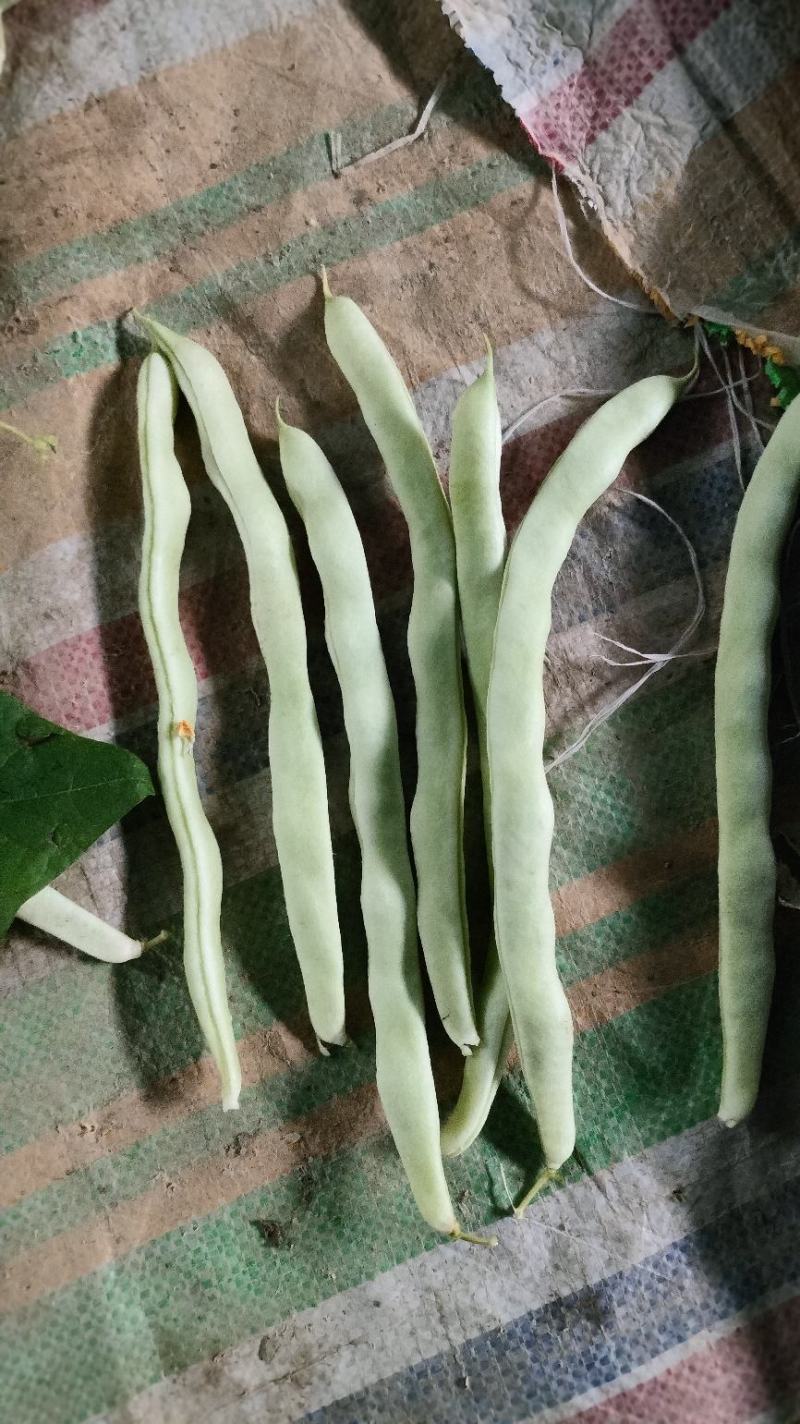 豫北芸豆大棚种植基地，货源充足，品质高，线条长，无丝口感