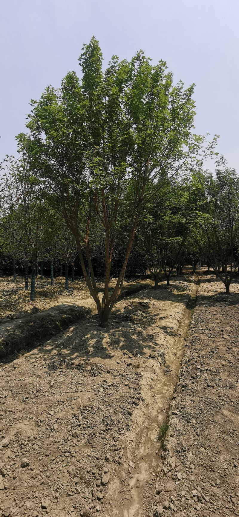基地直销精品低分支元宝枫
