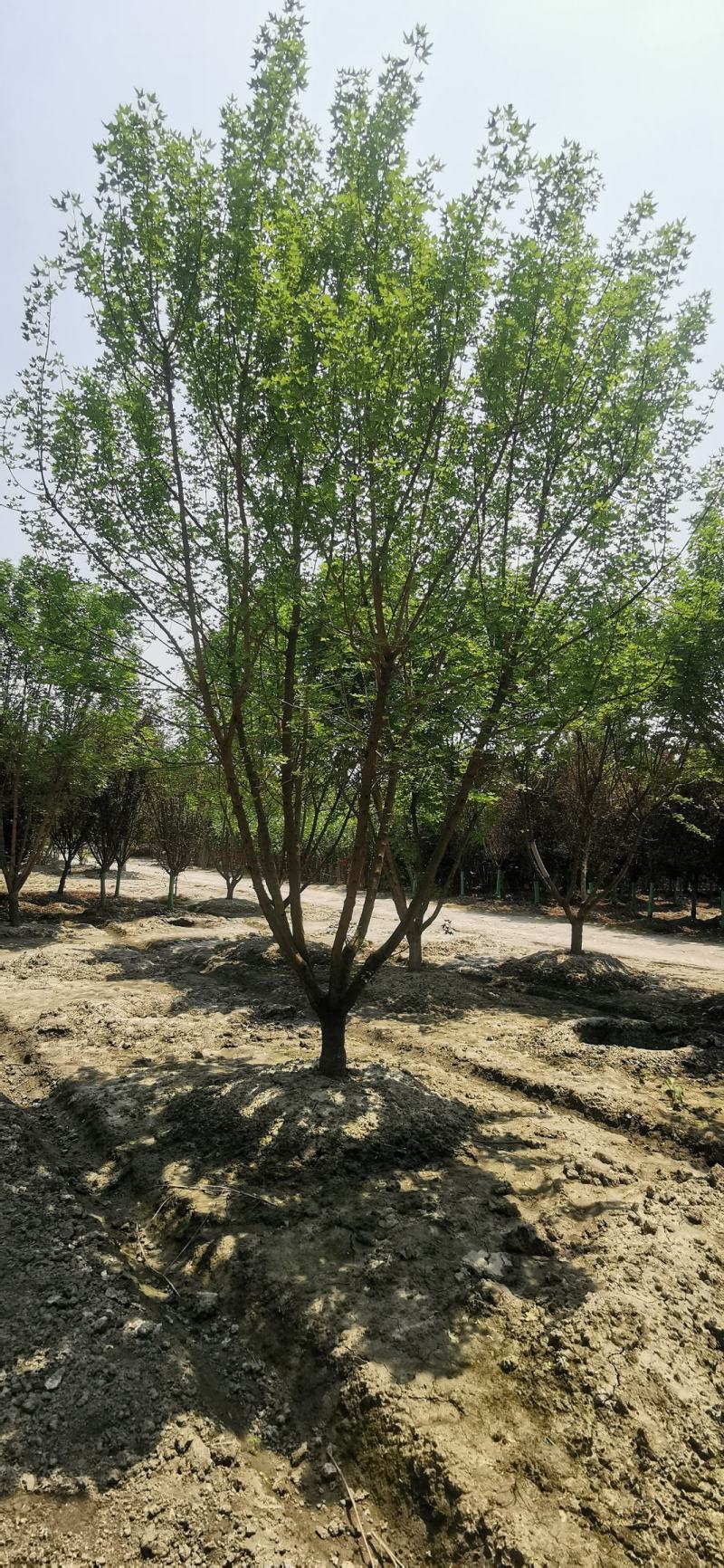 基地直销精品低分支元宝枫