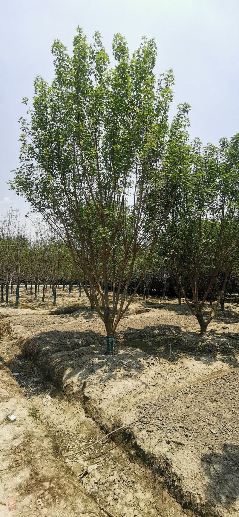 基地直销精品低分支元宝枫