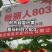 【全国发货】耐热秋延越冬早春粉果番茄抗病性强抗叶斑抗死棵种子