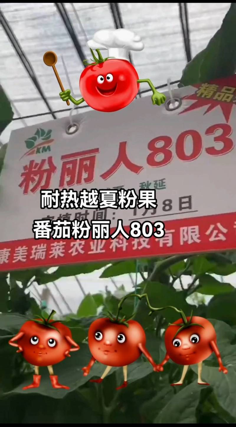 【全国发货】耐热秋延越冬早春粉果番茄抗病性强抗叶斑抗死棵种子