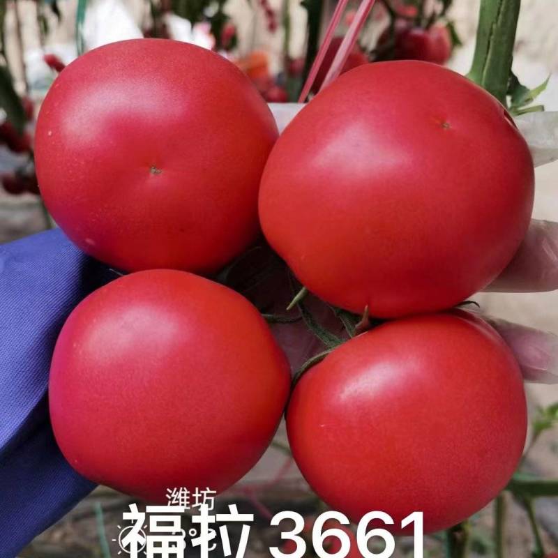 【全国发货】耐热秋延越冬早春粉果番茄抗病性强抗叶斑抗死棵种子
