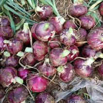 精品紫皮洋葱早熟新葱上市，质量保证全国发货