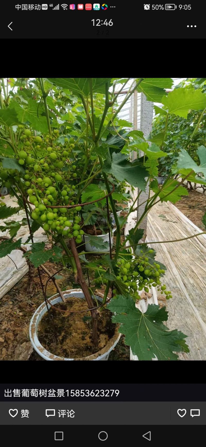 葡萄树玫瑰香/巨峰基地种植直发颗型饱满颗颗挂果老桩葡萄树