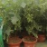 葡萄树玫瑰香/巨峰基地种植直发颗型饱满颗颗挂果老桩葡萄树