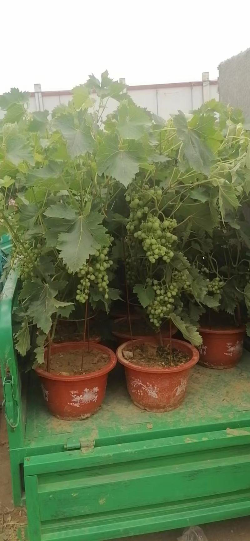 葡萄树玫瑰香/巨峰基地种植直发颗型饱满颗颗挂果老桩葡萄树