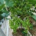葡萄树玫瑰香/巨峰基地种植直发颗型饱满颗颗挂果老桩葡萄树