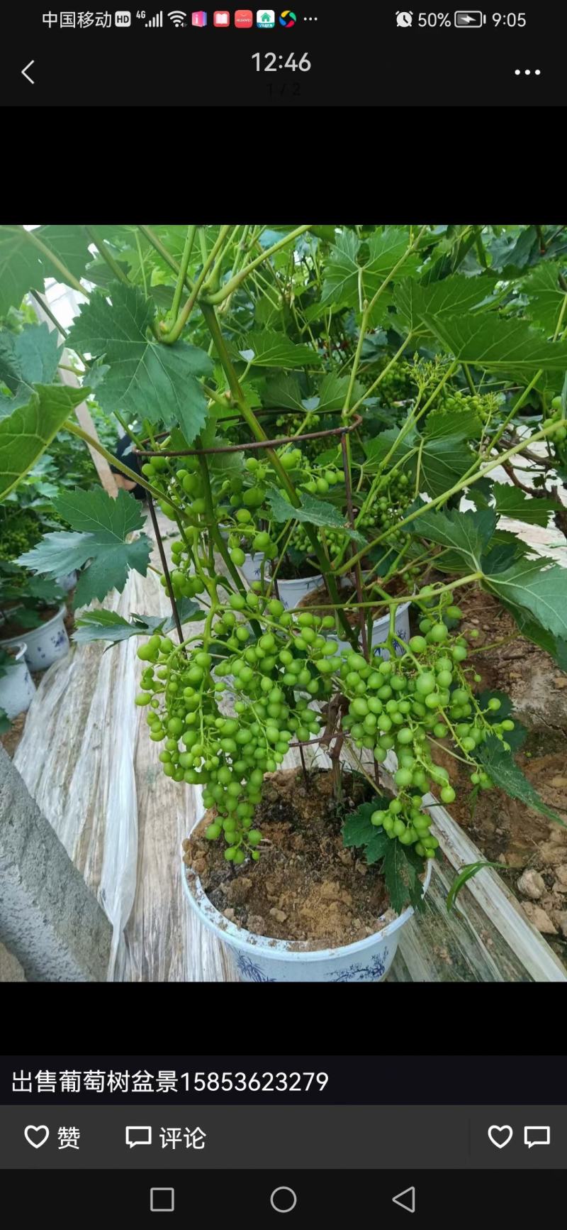 葡萄树玫瑰香/巨峰基地种植直发颗型饱满颗颗挂果老桩葡萄树