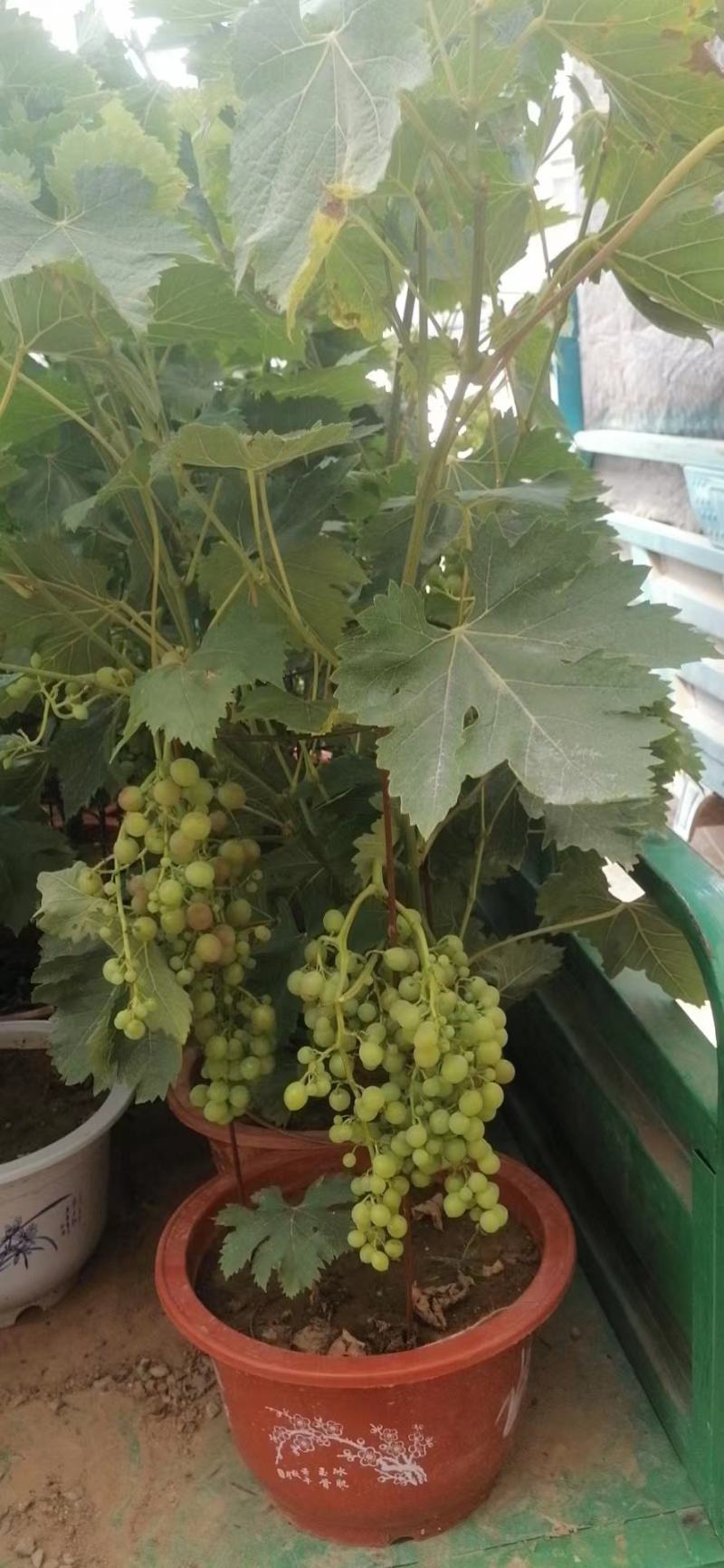 葡萄树玫瑰香/巨峰基地种植直发颗型饱满颗颗挂果老桩葡萄树