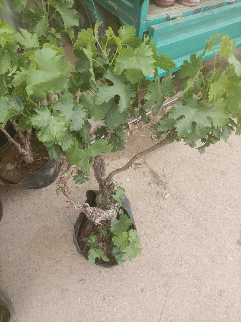 葡萄树玫瑰香/巨峰基地种植直发颗型饱满颗颗挂果老桩葡萄树