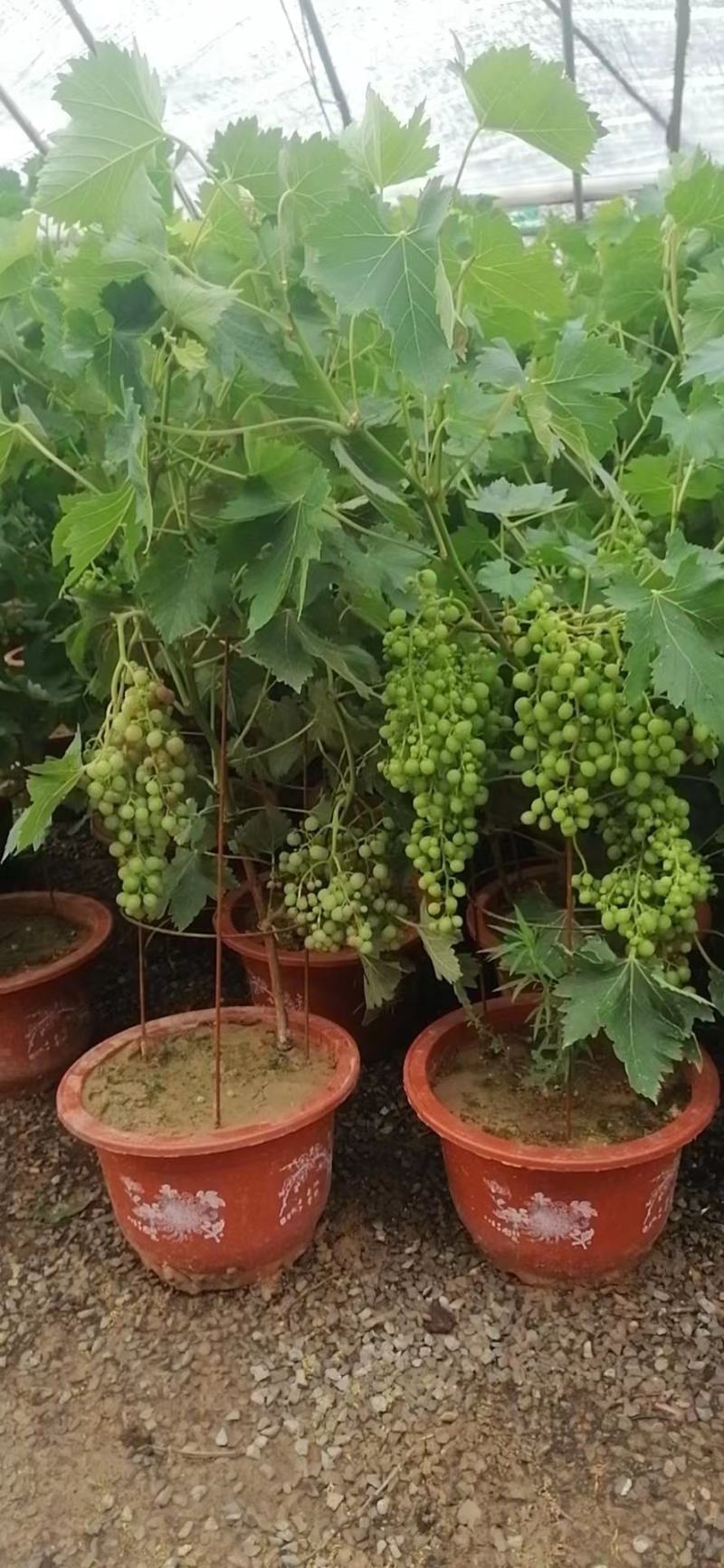葡萄树玫瑰香/巨峰基地种植直发颗型饱满颗颗挂果老桩葡萄树