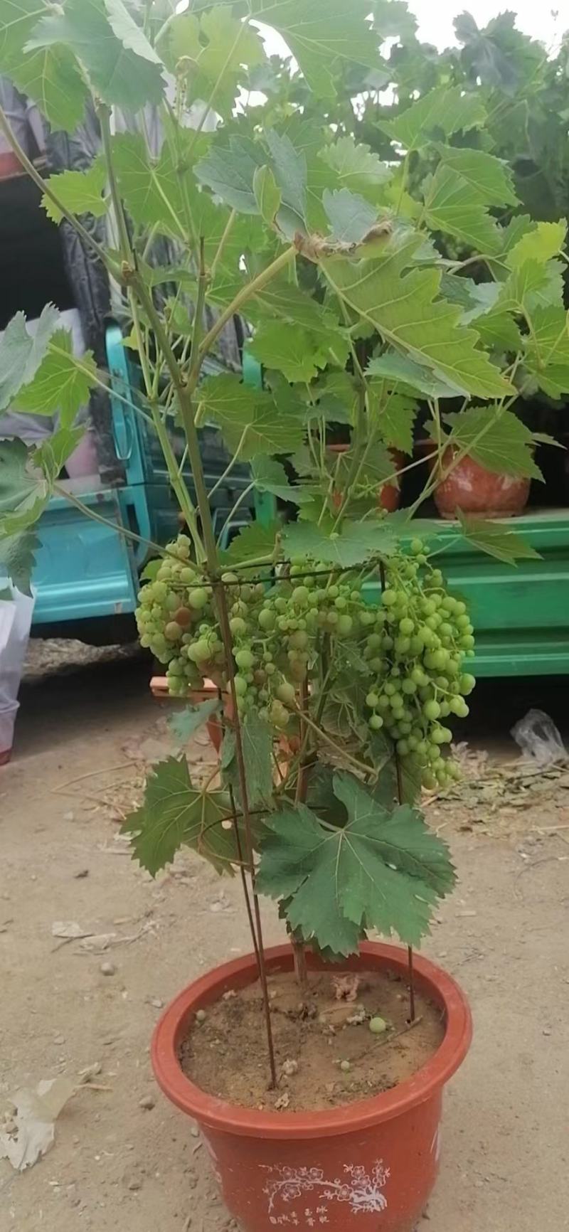 葡萄树玫瑰香/巨峰基地种植直发颗型饱满颗颗挂果老桩葡萄树