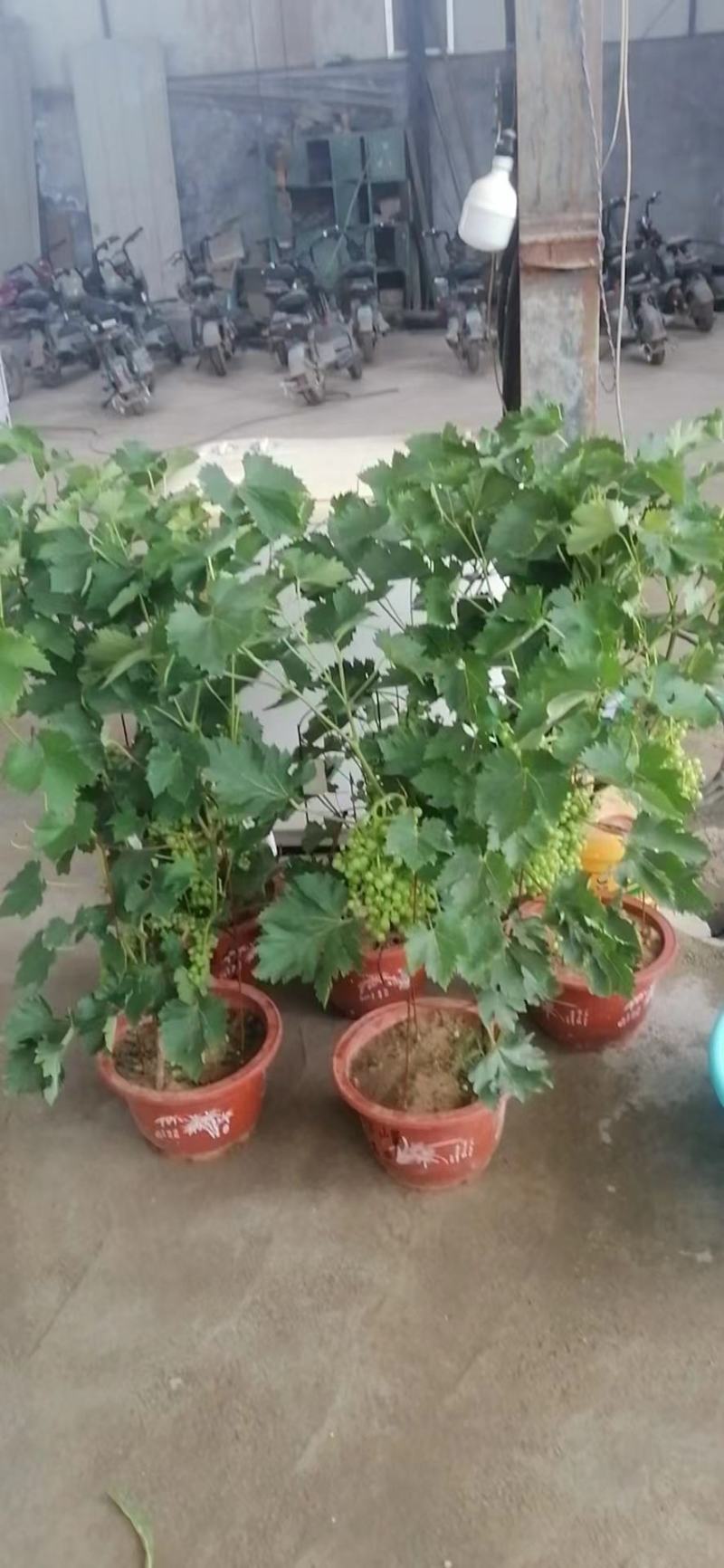 葡萄树玫瑰香/巨峰基地种植直发颗型饱满颗颗挂果老桩葡萄树
