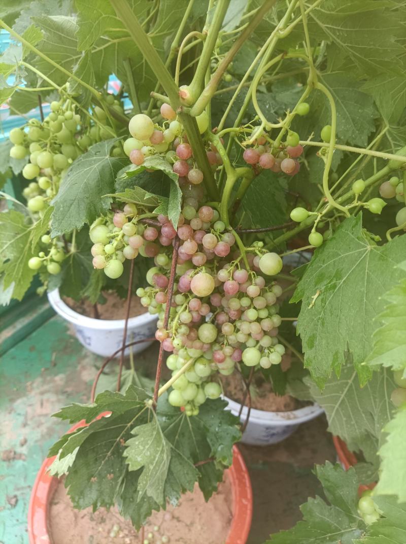 葡萄树玫瑰香/巨峰基地种植直发颗型饱满颗颗挂果老桩葡萄树