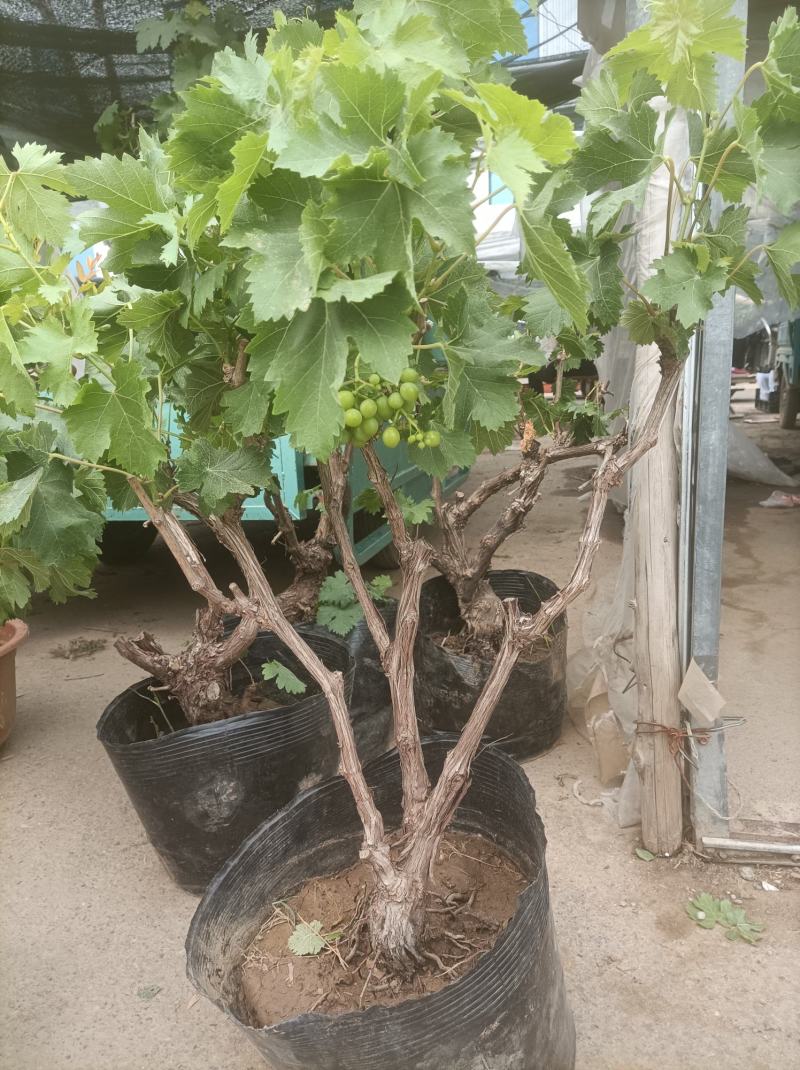 葡萄树玫瑰香/巨峰基地种植直发颗型饱满颗颗挂果老桩葡萄树