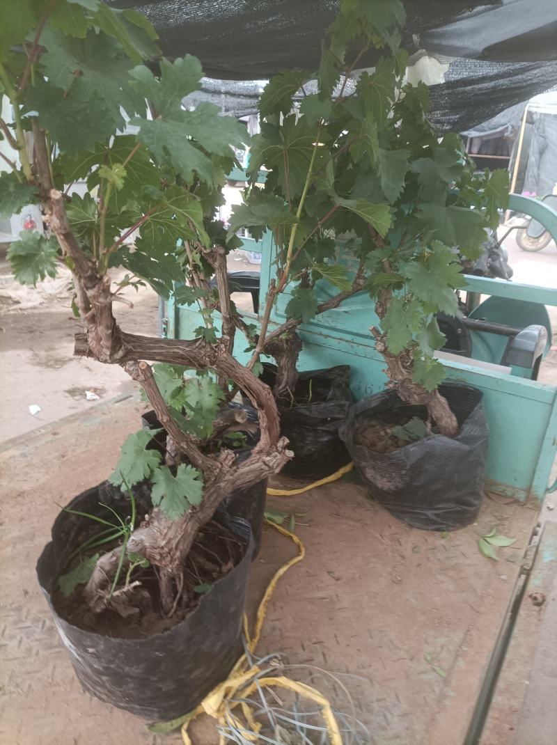 葡萄树玫瑰香/巨峰基地种植直发颗型饱满颗颗挂果老桩葡萄树