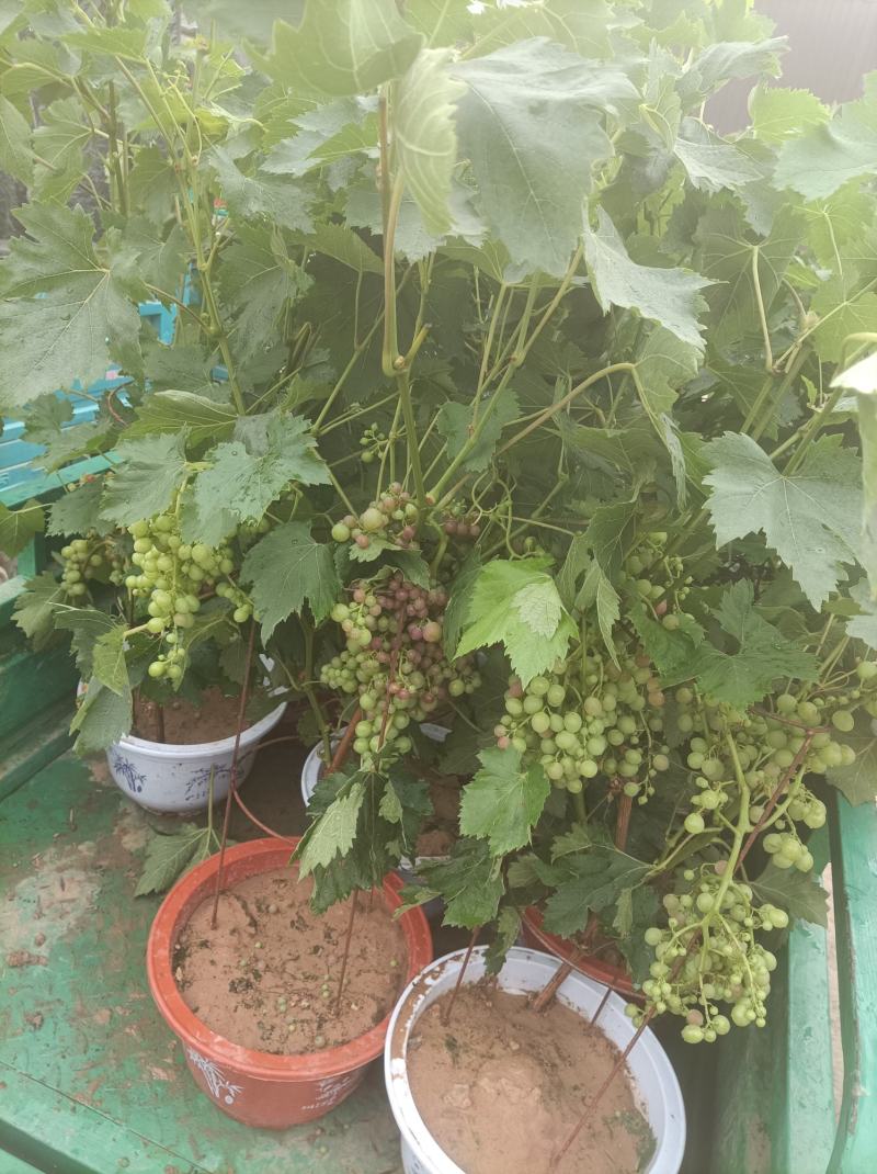 葡萄树玫瑰香/巨峰基地种植直发颗型饱满颗颗挂果老桩葡萄树