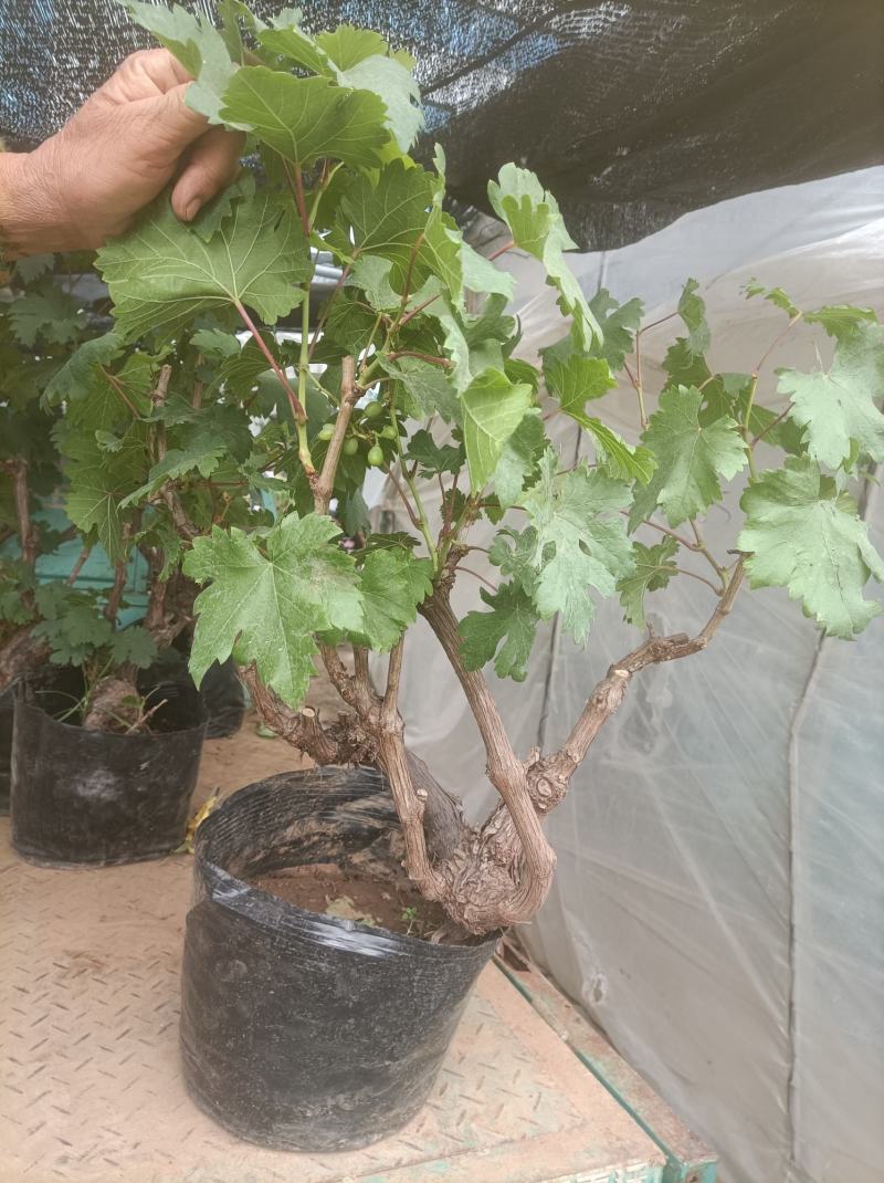 葡萄树玫瑰香/巨峰基地种植直发颗型饱满颗颗挂果老桩葡萄树