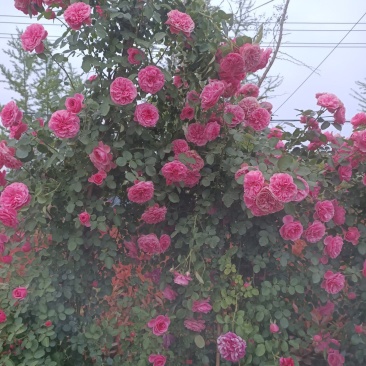 月季精品欧月藤本国月盆栽地栽工程绿化苗观花植物死苗包陪